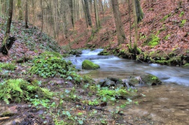 Fototraining Wald und Wasser